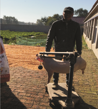 人生就是博仔猪浓缩料（Z888）的实证案例